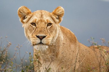 portrait of a Lioness on the lookout in the Masai Mara National Park in Kenya