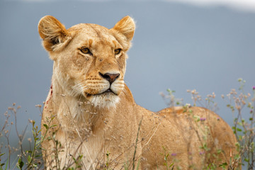 portrait of a Lioness on the lookout in the Masai Mara National Park in Kenya