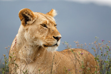 portrait of a Lioness on the lookout in the Masai Mara National Park in Kenya