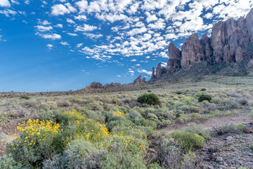 Fall flowers brighten the desert landscape