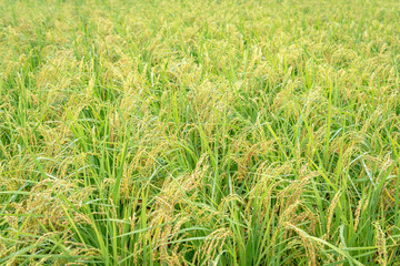 後楽園 雨上がりの井田