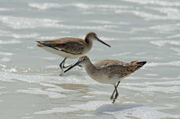 Detailed close up of a pair of American short-billed dowitcher sandpipers wading and hunting in the sea foam and sandy colored water along the shore of Florida's Gulf Coast.