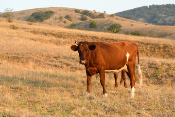 One brown cow in the middle of the steppe