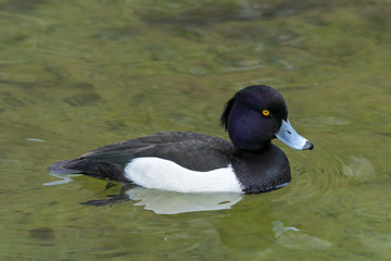 Cloes-Up of a swimming duck – Drake Mallard
