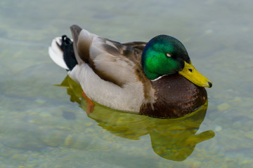 Cloes-Up of a swimming duck – Male Drake Mallard
