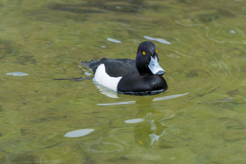 Cloes-Up of a swimming duck – Greater scaup