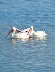 Group of three (3) American white pelicans from the side with bright pink and orange bills paddling in blue rippling water down Florida's Intracoastal Waterway with copy space above and below.