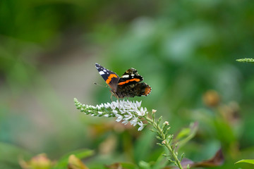 European Peacock butterfly (Aglais io) on a white flower
