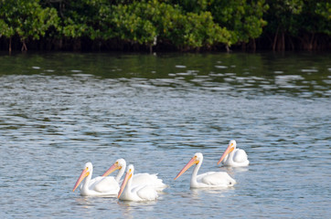 Gathering of five (5) American white pelicans with bright pink and orange bills swimming in blue rippled water down Florida's Intracoastal Waterway and a green mangrove backdrop with copy space above.