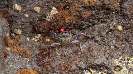 Sally Lightfoot Red Crab