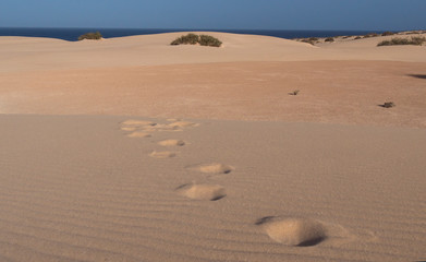 Desert Footprints