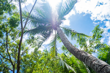 Fiji Islands Treasures