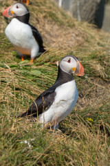 Icelandic Puffisn sitting in the grass