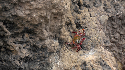 Red Crab on Rocks