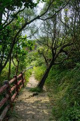 Fototapeta na wymiar Hidden way in the jungle surrounded by green vegetation