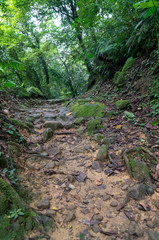 Hidden way in the jungle surrounded by green vegetation