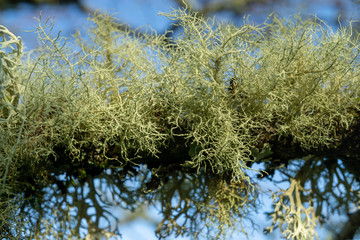 Lichen in Tree