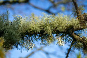 Lichen in Tree