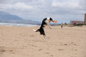 border collie am strand mit frisbee spielend, beach playground for a border collie with frisbee