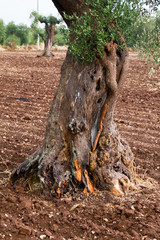 Panorami tra Turi e Putignano (Puglia)