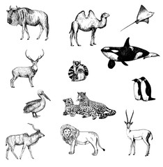 Big set of hand drawn sketch style animals isolated on white background. Vector illustration.