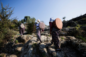 Fototapeta na wymiar Izmir, Turkey / November 8 / 2015 : Three working women with traditional Turkish clothes walking up to hills with their backpacks