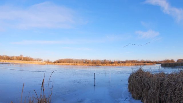 Canada geese flying in v formation over frozen pond and wetlands on its migration route to the south.