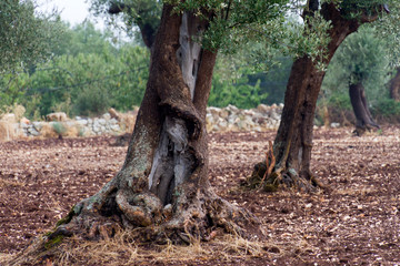 Panorami tra Turi e Putignano (Puglia)