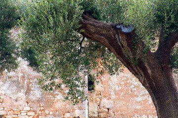 Obraz premium Panorami tra Turi e Putignano (Puglia)