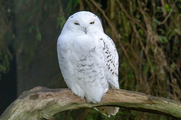 Snow Owl