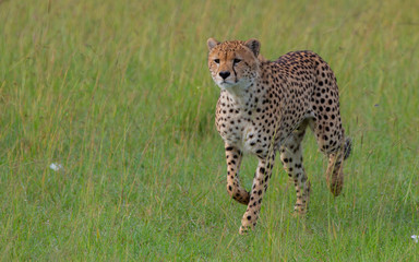Cheetah Masai Mara
