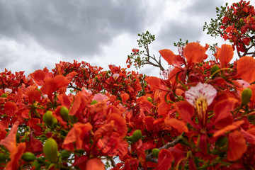 Flamboyant - Delonix Regia - Tropical flower