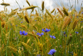 Obraz premium field of blue flowers