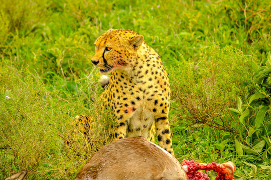 Cheetah male standing with bloody face after eating at young Gnu or Wildebeest in green grass vegetation. Ndutu Area of Ngorongoro Conservation Area, Tanzania, Africa.