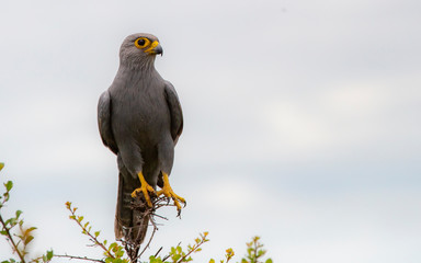 Bird of Prey - Masai Mara