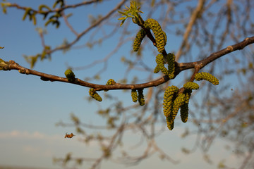 Spring walnut blossom. Male walnut flowers-staminate flowers consist of six-lobed perianth and 12-18 stamens, collected by hanging earrings. Araneus weaved a web on the branches.