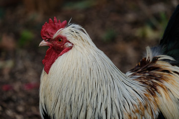 Tête de coq Leghorn argenté, profil, gros plan