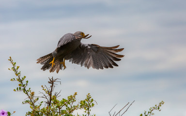 Raptor Masai Mara