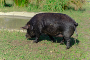 Guinea Forest Hog