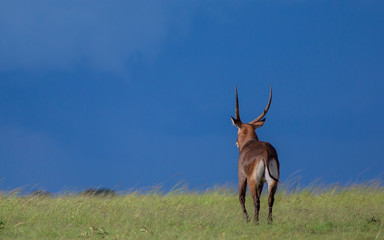 Cobe Masai Mara