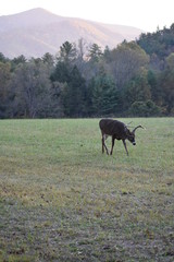 Naklejka premium Smoky Mountains