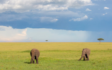 Fototapeta na wymiar Elephants Masai Mara