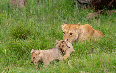 Lioness and her Cubs