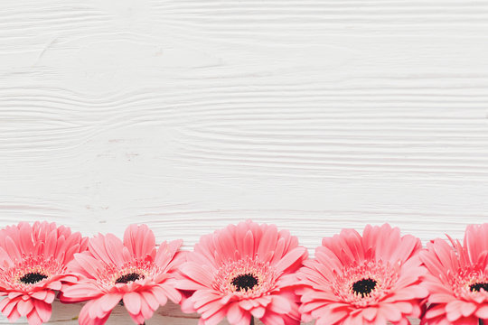 Pink gerbera on white  wooden background,  flat lay with space for text. Tender Floral greeting card mockup. Wedding invitation, happy mother day concept. Flowers border