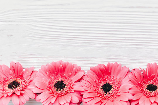 Pink gerbera on white  wooden background,  flat lay with space for text. Bright Floral greeting card mockup. Wedding invitation, happy mother day or Valentine day concept.