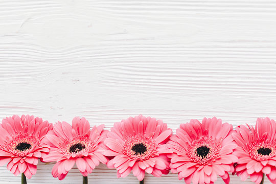 Pink gerbera on white  wooden background,  flat lay with space for text. Tender Floral greeting card mockup. Wedding invitation, happy mother day or Valentine day concept.