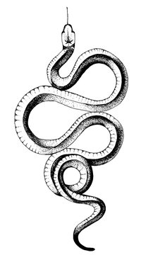 ink snake vector illustration