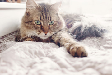 Beautiful tabby cat lying on bed and seriously looking with green eyes in soft morning light....
