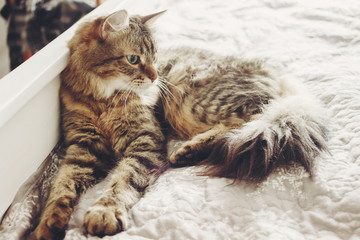 Beautiful tabby cat lying on bed and seriously looking with green eyes. Fluffy Maine coon with funny emotions resting in white stylish room.