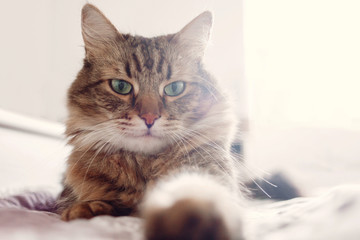 Beautiful tabby cat lying on bed and seriously looking with green eyes. Fluffy Maine coon with funny emotions resting in white stylish room. Cat portrait